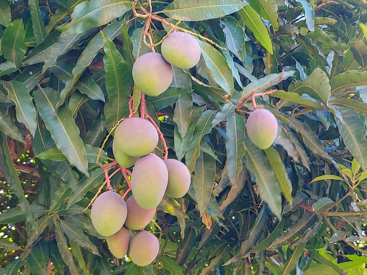 Abril, temporada de mangos