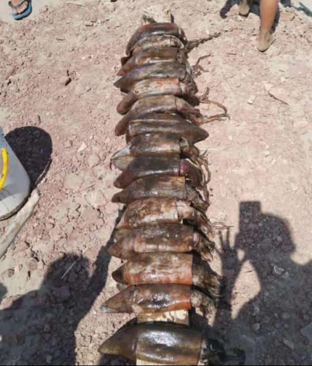 MiAmbiente confirmó varamiento de calamares en las costas de  Los Santos