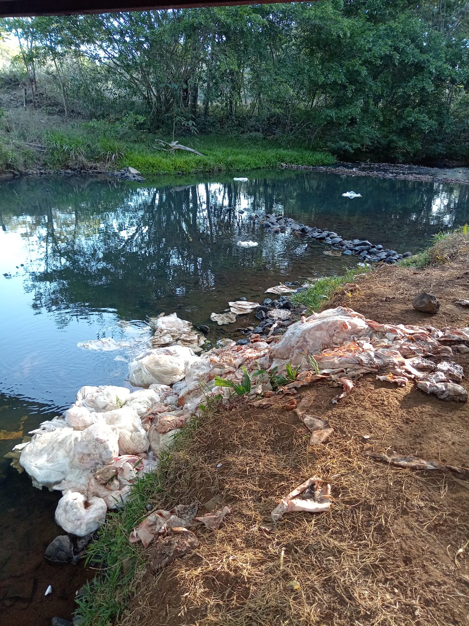 Contaminación por desperdicios en balneario Caño Quebrado en La Chorrera