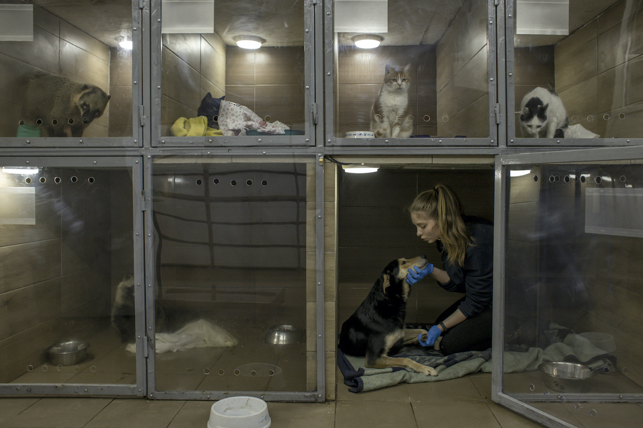 Cada vez es más difícil para los animales ucranianos encontrar un hogar