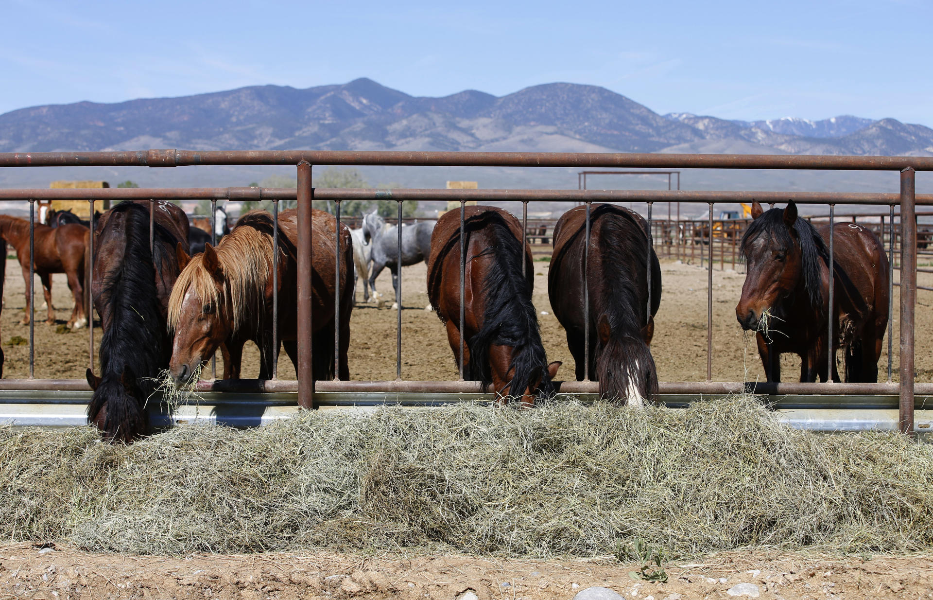 Un equipo de científicos revela la larga historia de los caballos en América
