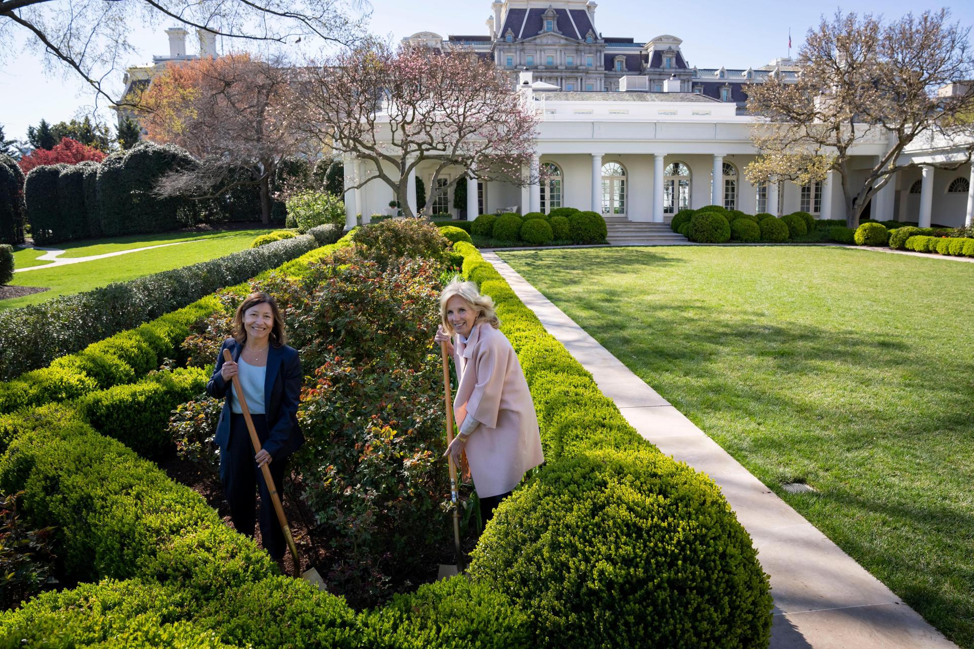 Jill Biden planta en la Casa Blanca unas rosas rojas en honor a César Chávez