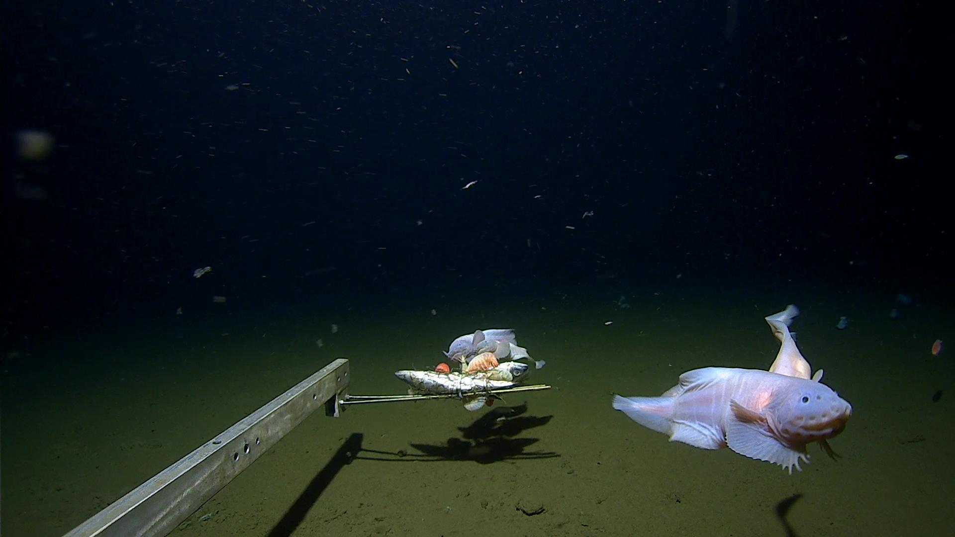 Filman a un pez a 8.336 metros de profundidad, el registro más profundo