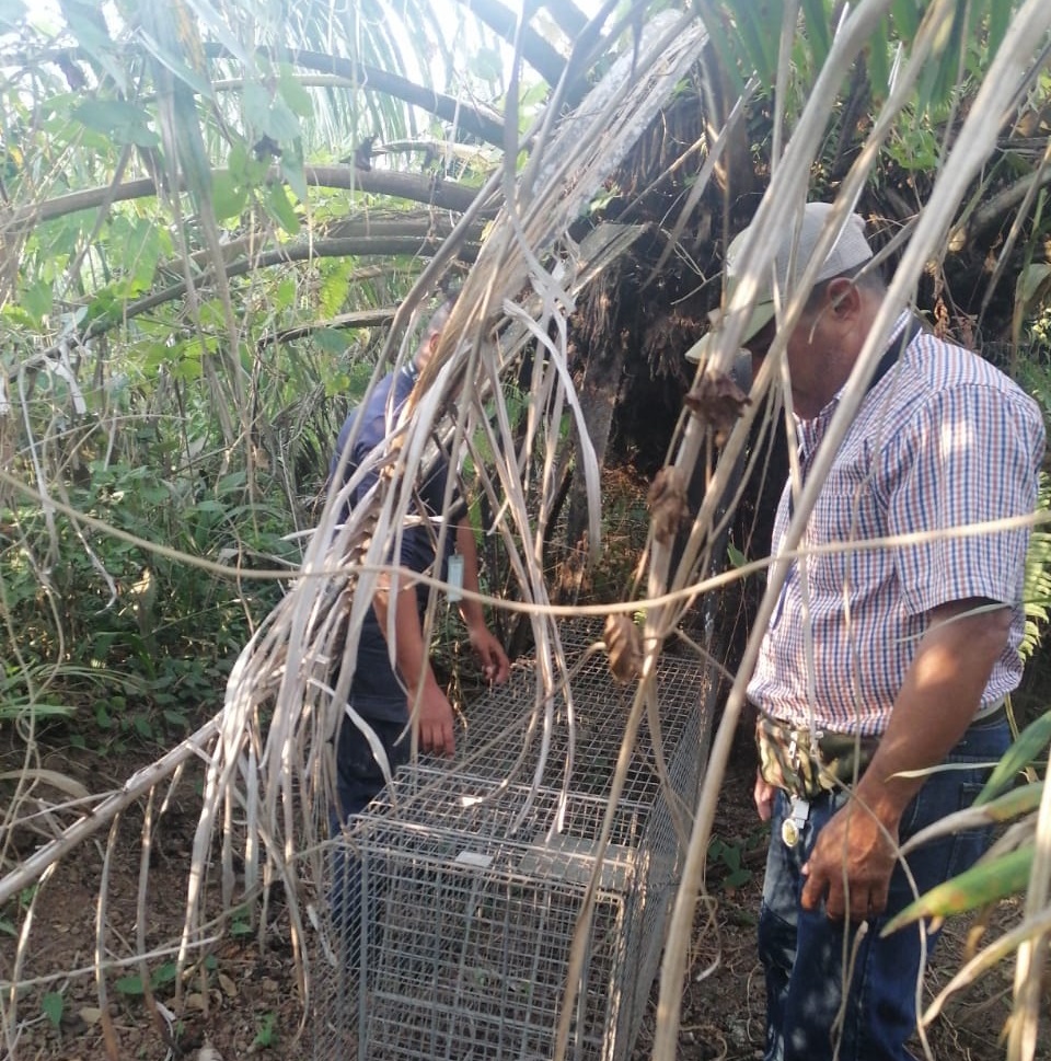 Reubican en hábitat seguro a un yaguarundi que merodeaba en La Chorrera