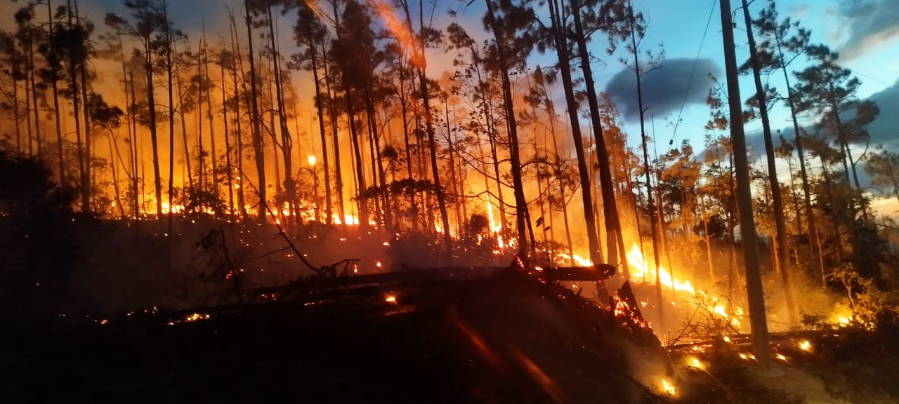Se incendia importante área protegida en Veraguas