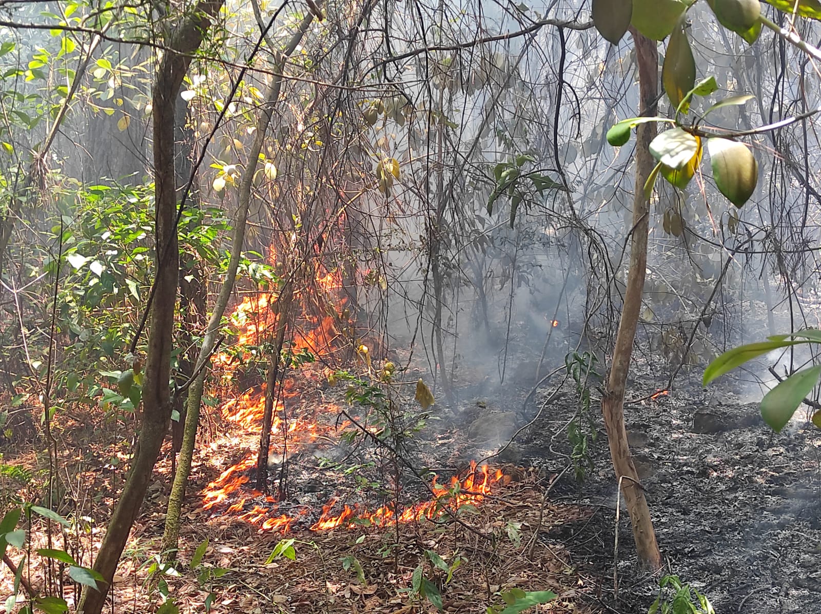 Incendio consume alrededor de 50 hectáreas en reserva forestal en Veraguas