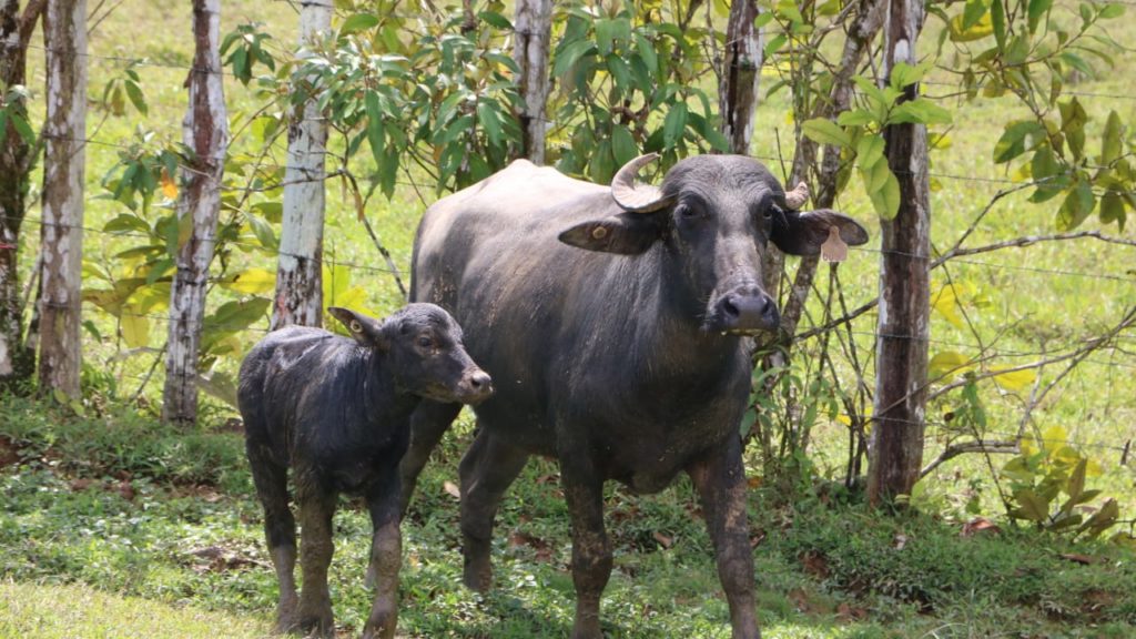 Sobre crianza y cuidados de búfalo en Panamá, MIDA realizará el primer taller