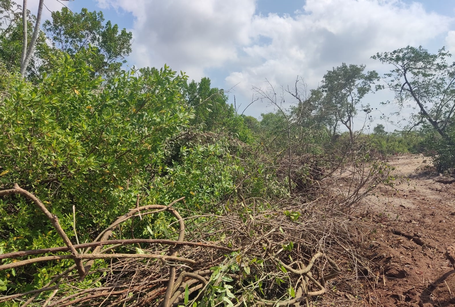 Desastre ambiental ocasionado: Playa Chiquita, La Chorrera. MiAmbiente investiga