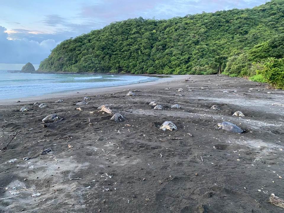 Más de medio millón de tortugas nacieron en reserva Playa La Marinera