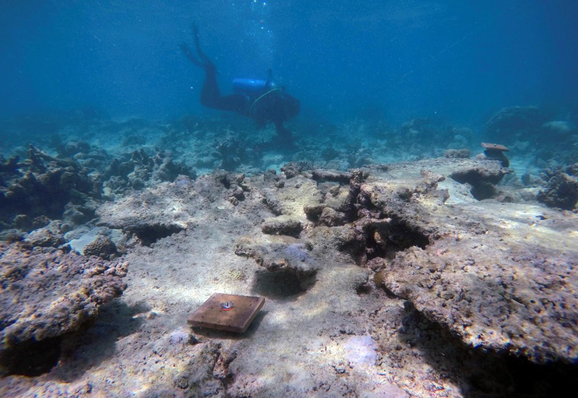 Australia pondrá en marcha medidas urgentes para proteger la Gran Barrera de coral