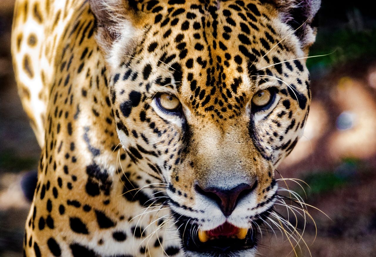 En los últimos 20 años, se ha perdido hasta el 25% de la población adulta de jaguares