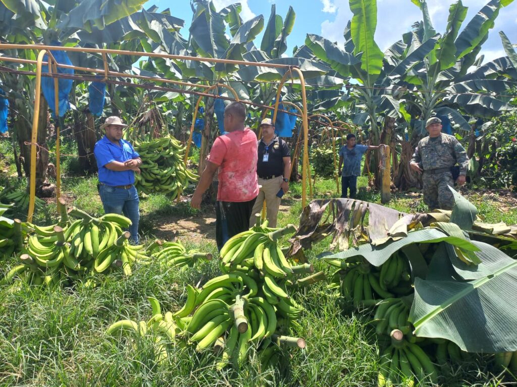 Productores de plátanos afectados por el hurto y contrabando