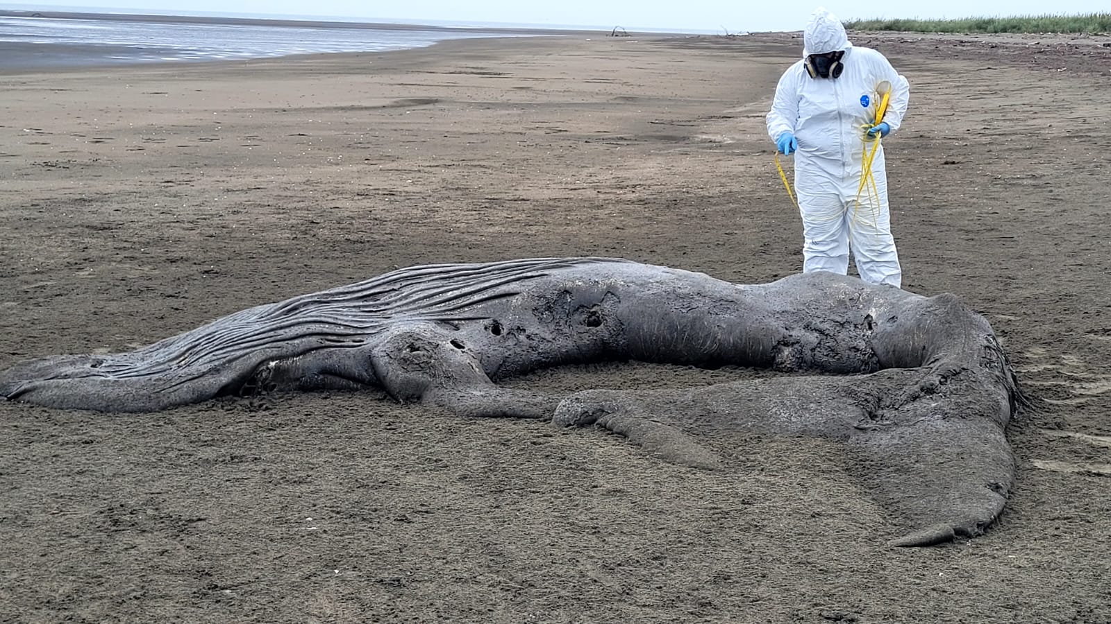 MiAmbiente atendió varamiento de cría de ballena jorobada en Los Santos