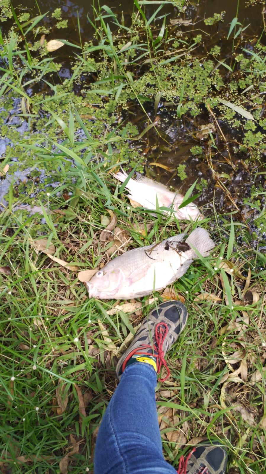 Investigan mortandad de peces en el lago de Ocú, Herrera