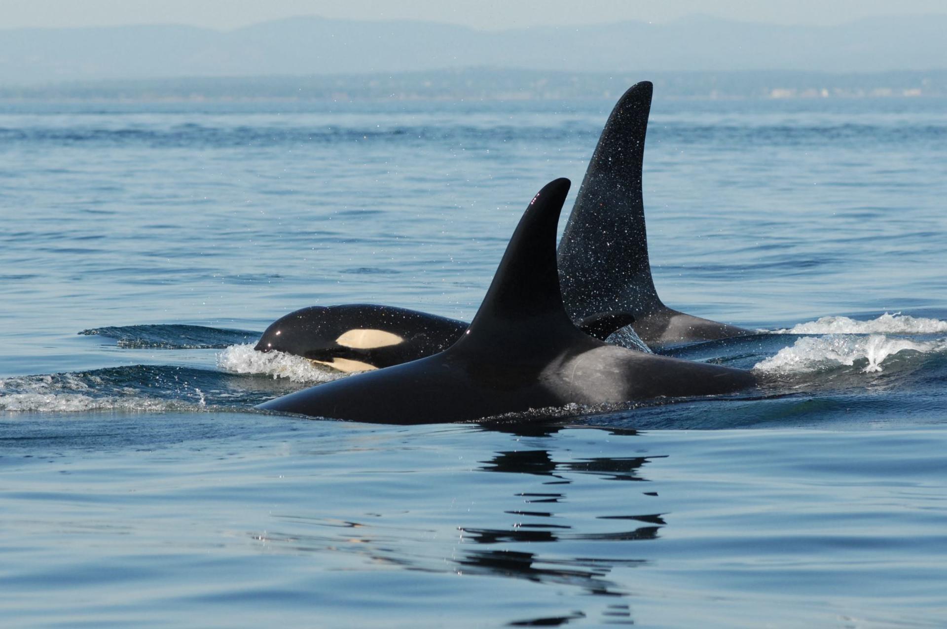 Las orcas posmenopáusicas protegen a sus hijos machos de los ataques de otras orcas