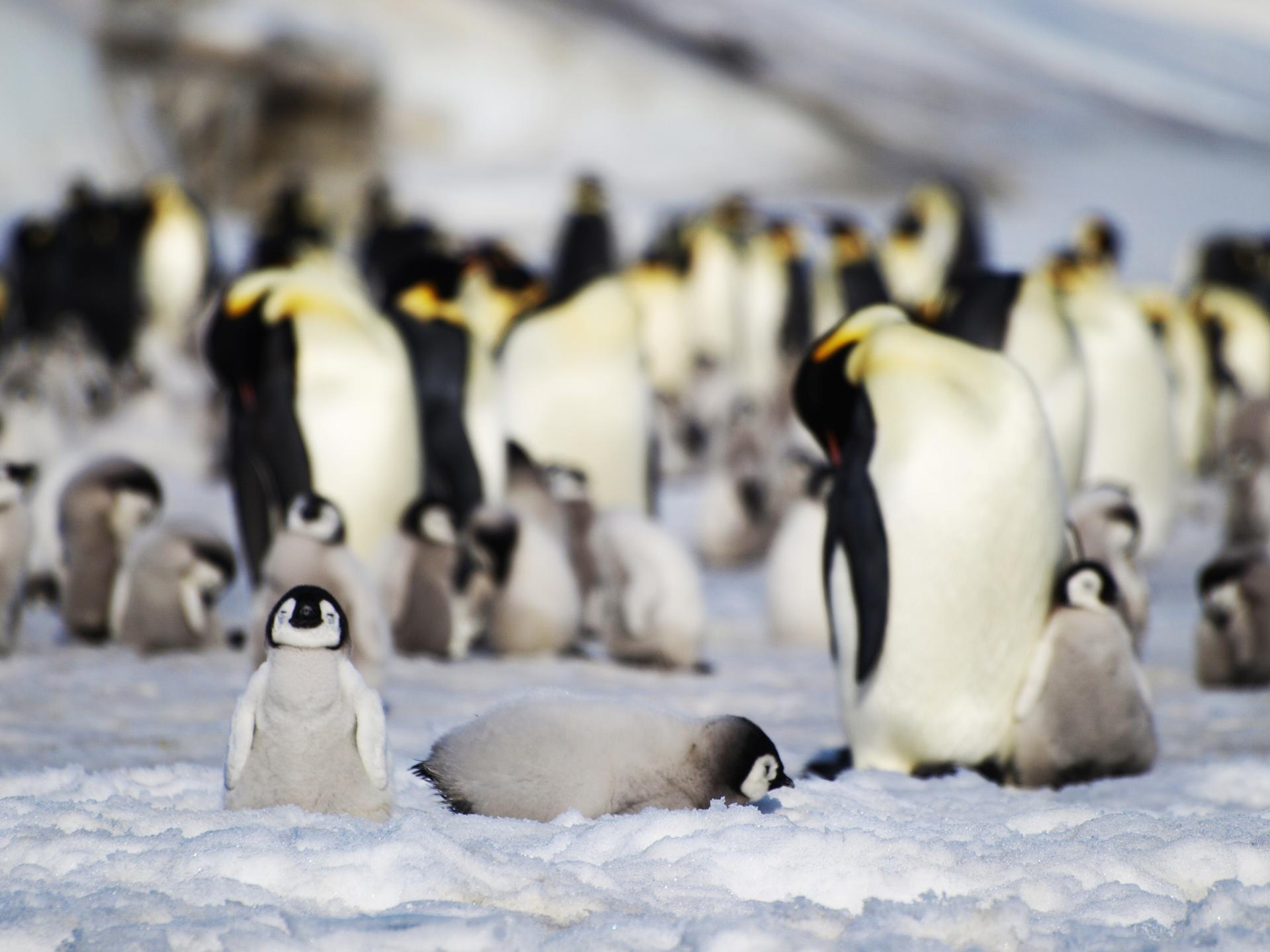 La pérdida de hielo provoca efectos catastróficos en las colonias de pingüinos emperador