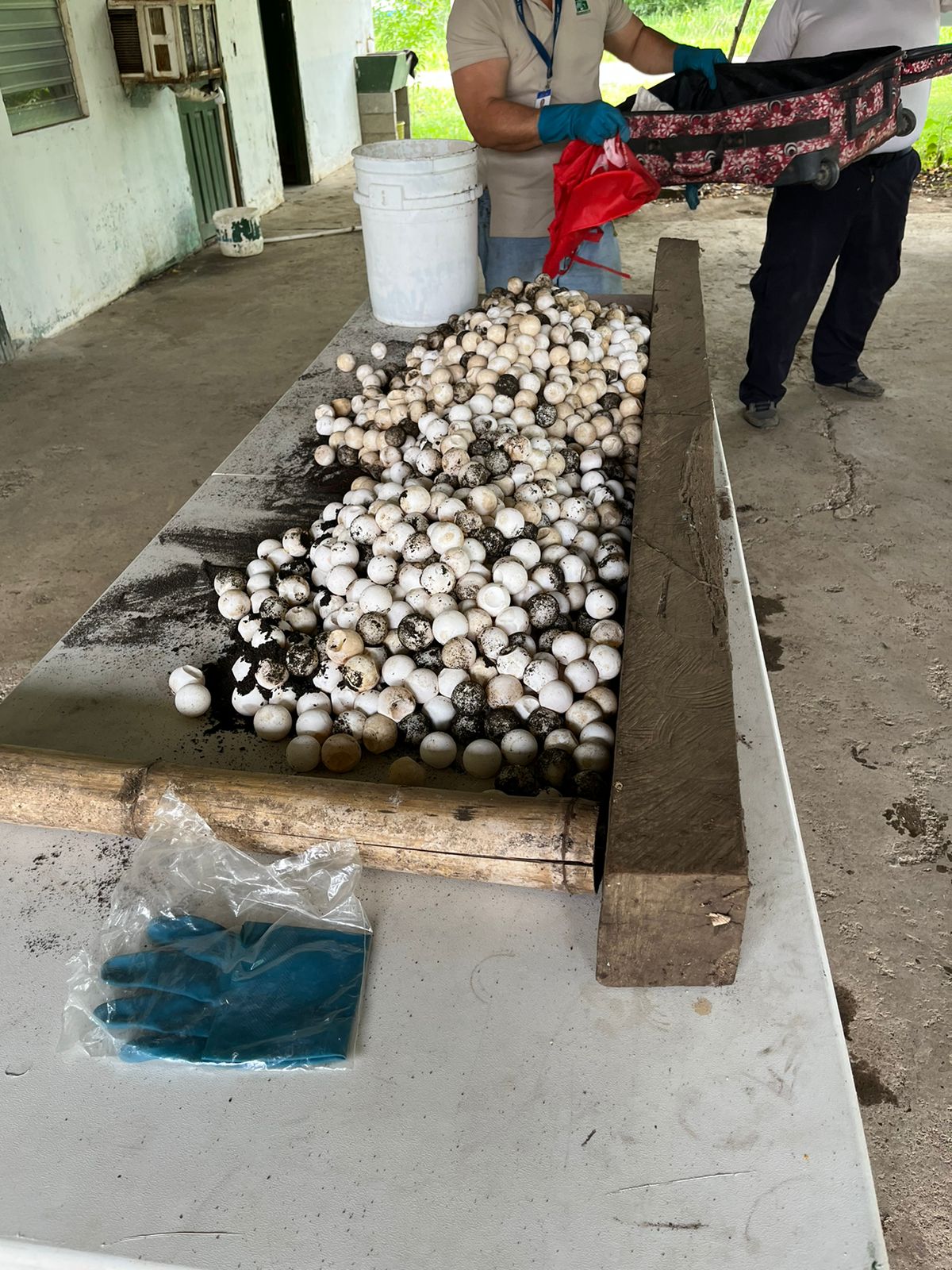 Decomisan más de 2 mil 760 huevos de tortuga marina en Los Santos