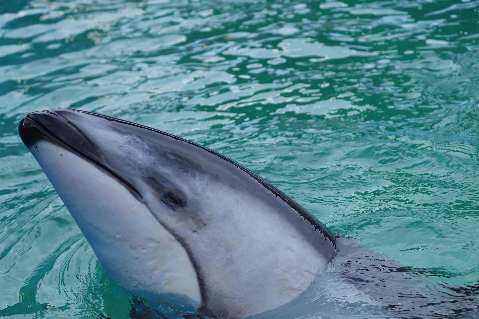 El Miami Seaquarium trasladó a un delfín de 40 años a Texas para mejorar su bienestar