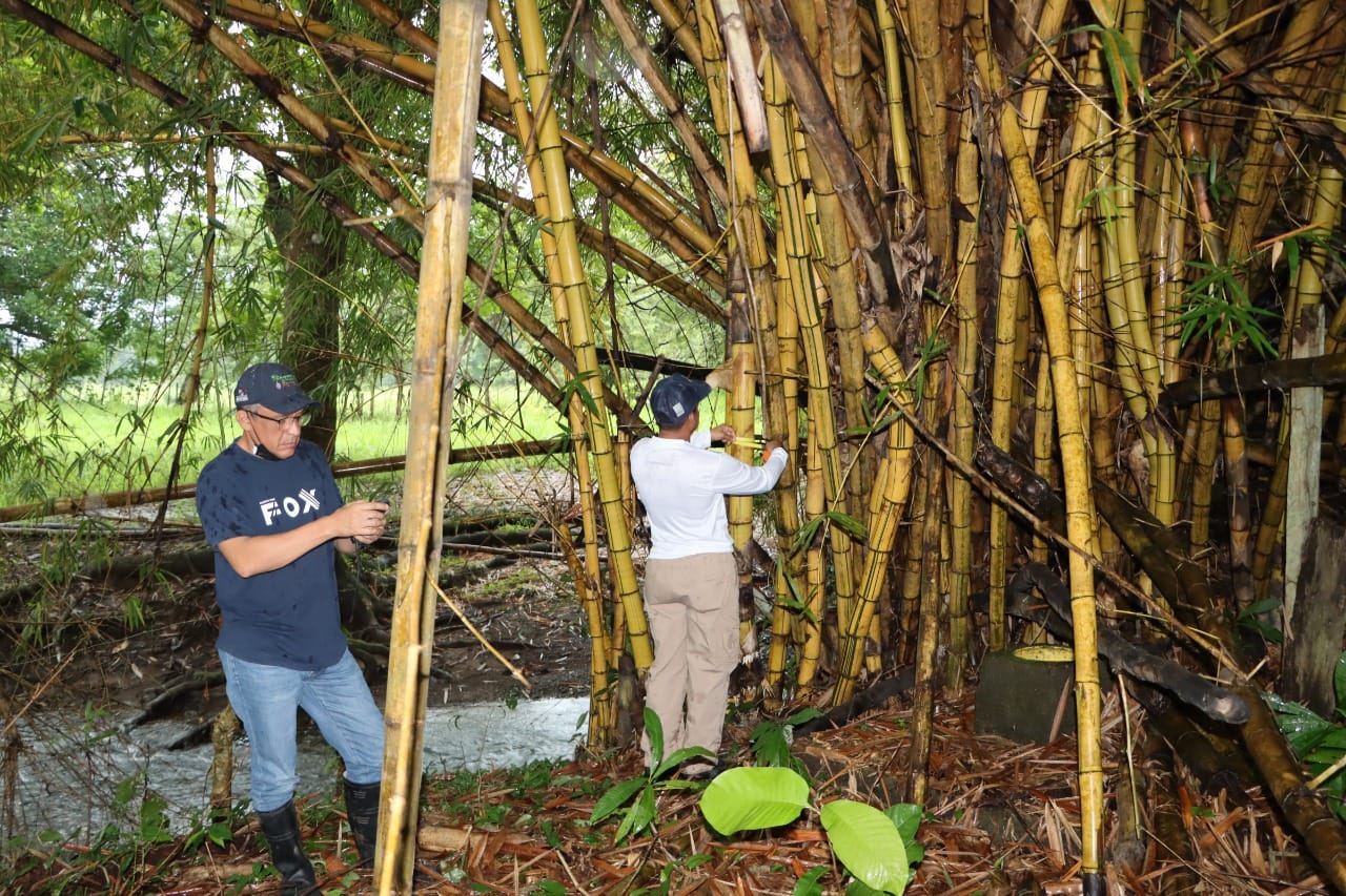 Bambú, puente entre la vegetación y la industria