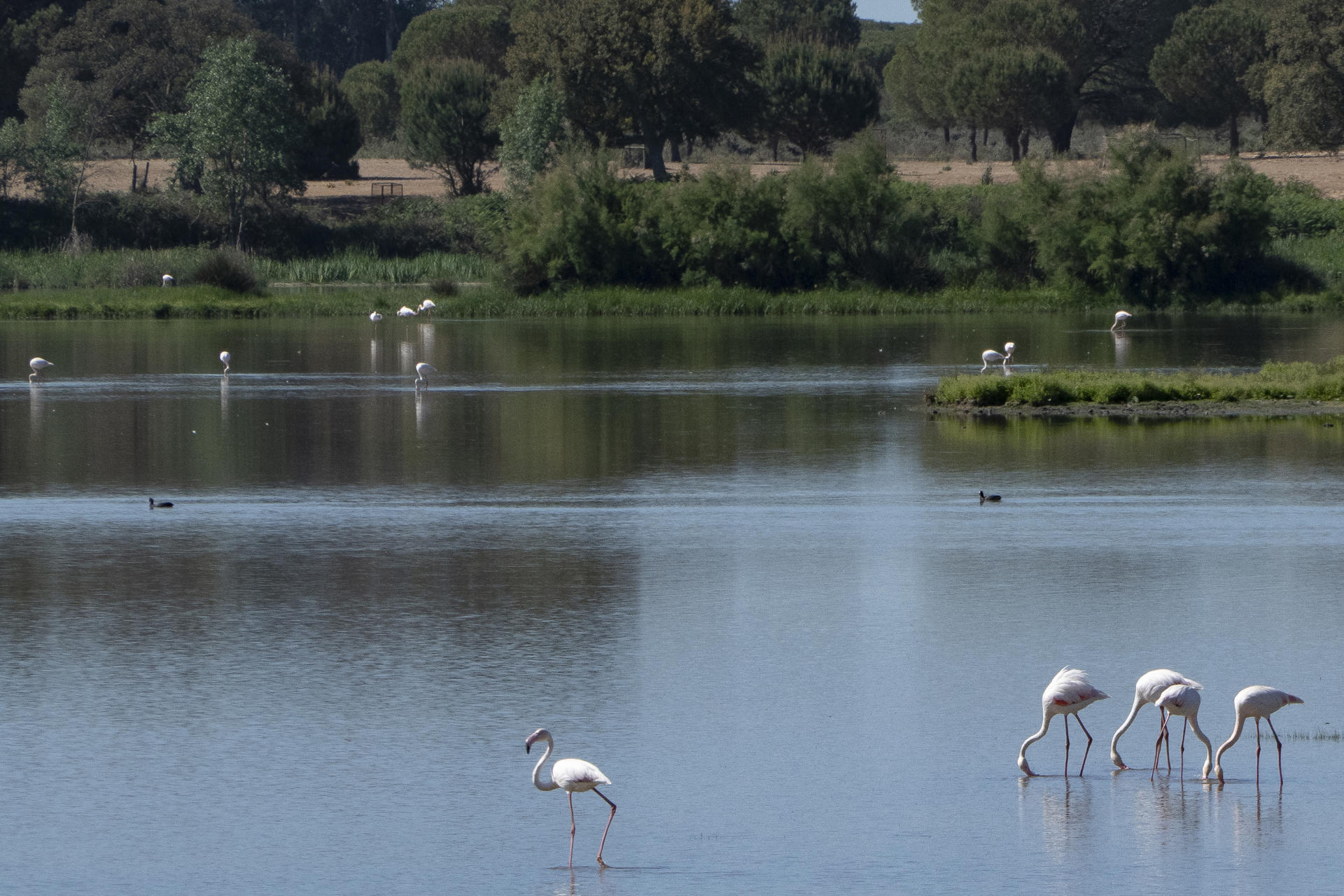 WWF pide ante Unesco inscribir a Doñana lo antes posible como patrimonio en peligro