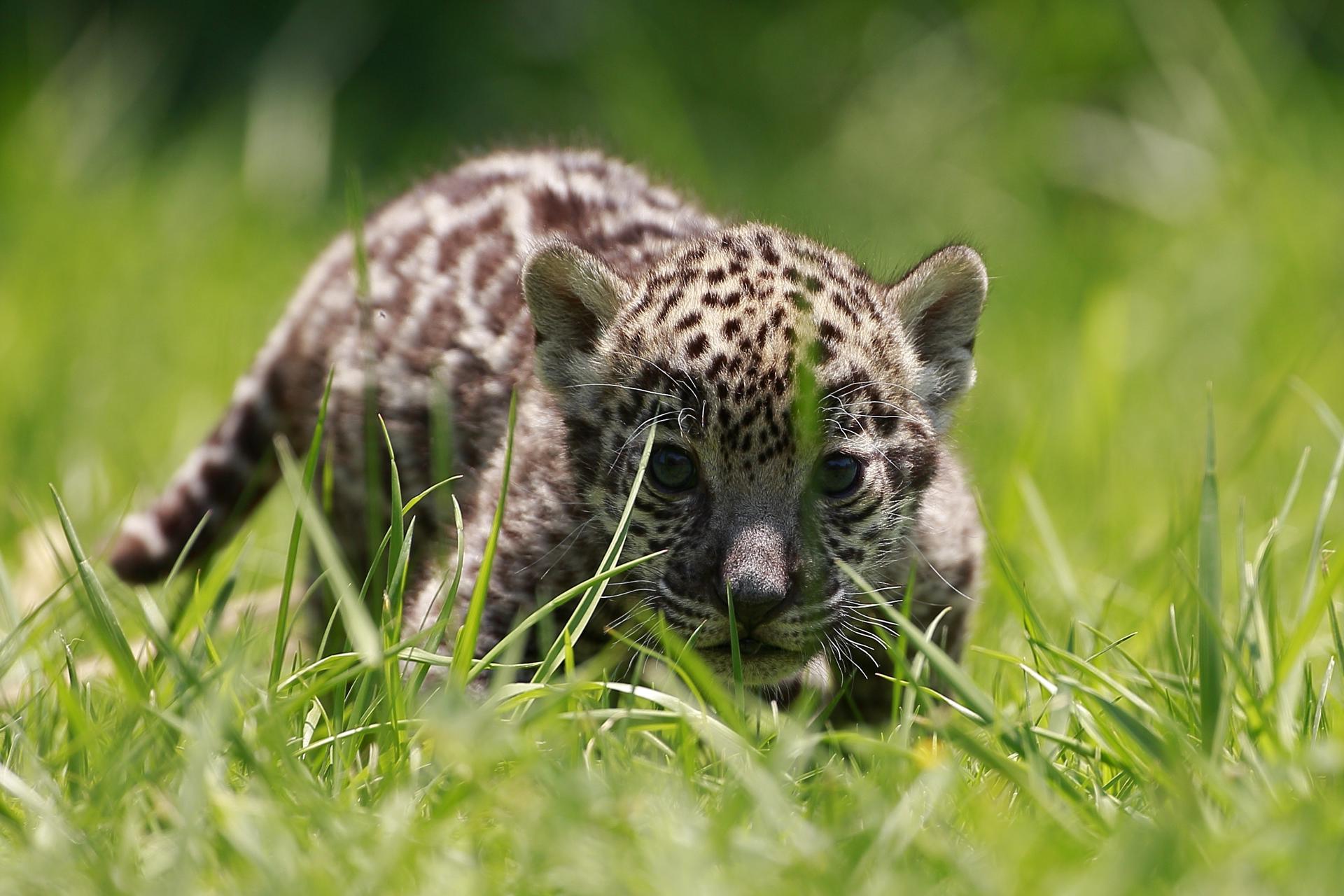 Expertos denunciaron que muro fronterizo amenaza migración del jaguar entre México y EE.UU.