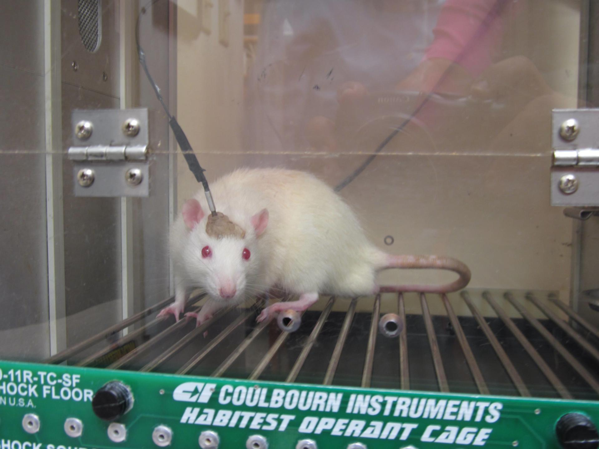 El cerebro de las ratonas se "reconfigura" para preparar la maternidad
