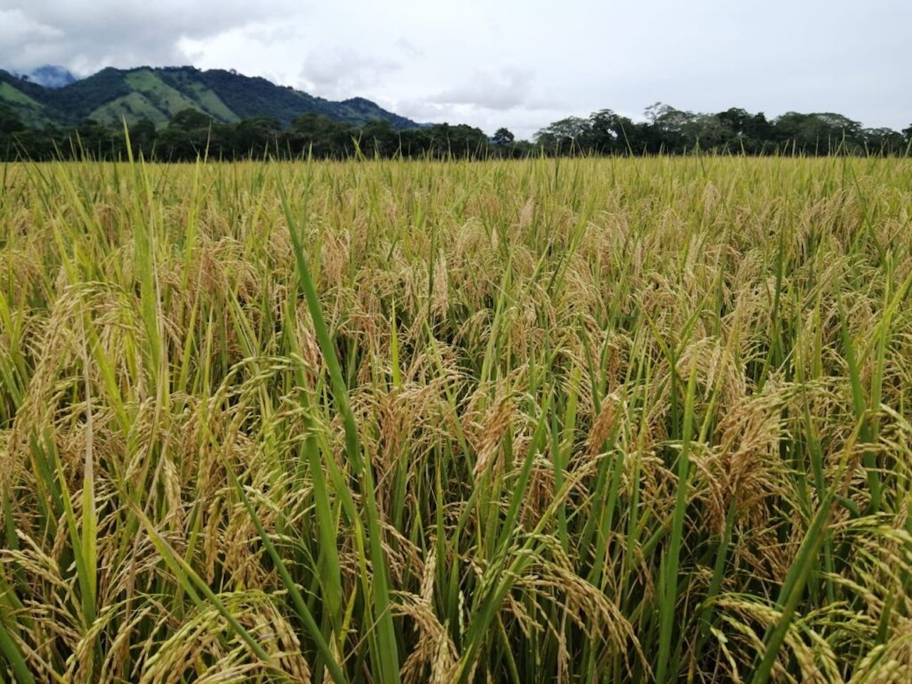 Productores de arroz, maíz y leche recibieron B/. 144.2 millones de pagos del Gobierno