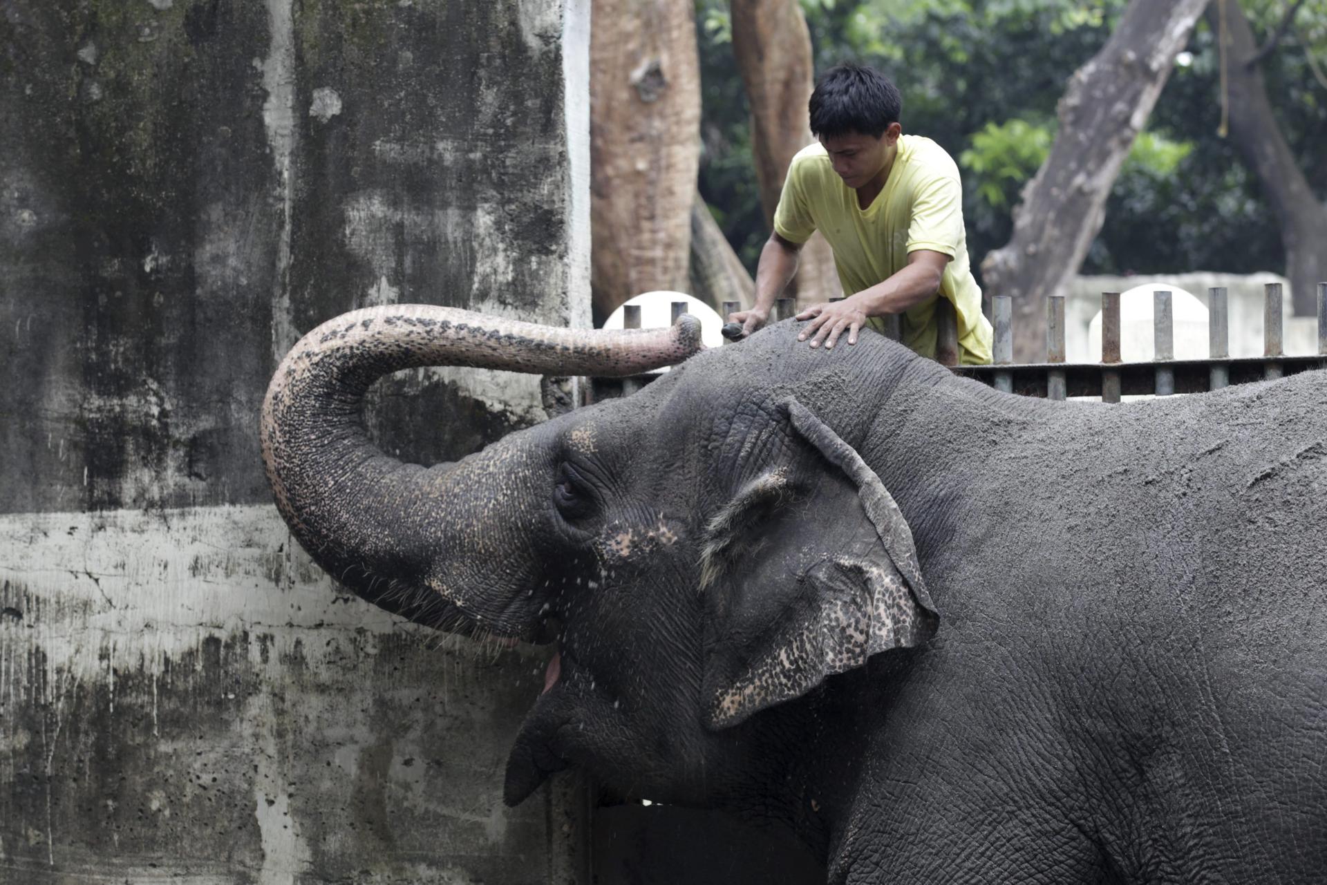 Falleció la solitaria Mali, el único elefante que quedaba en Filipinas
