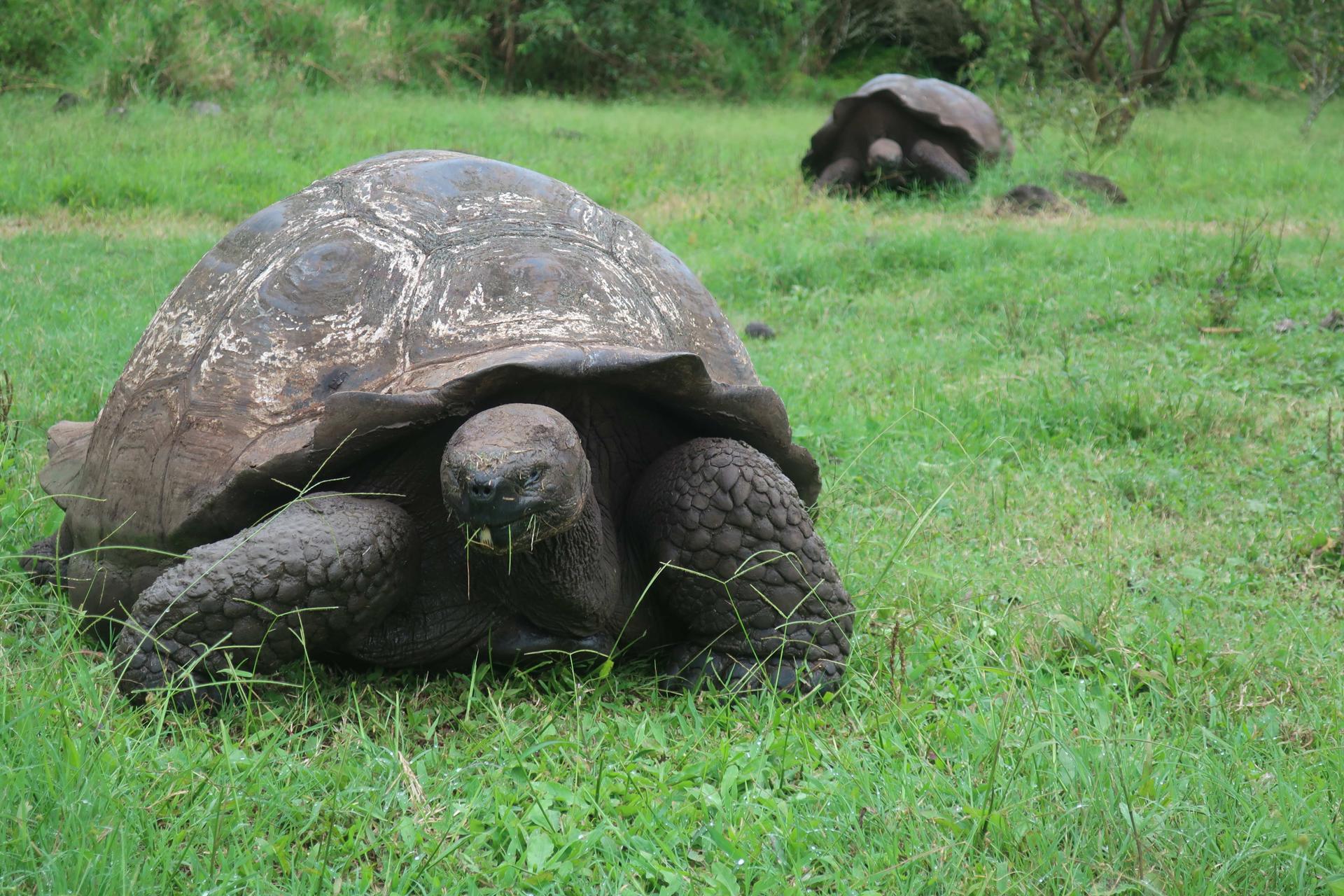 Las tortugas gigantes de la isla más poblada de las Galápagos, afectadas por el plástico