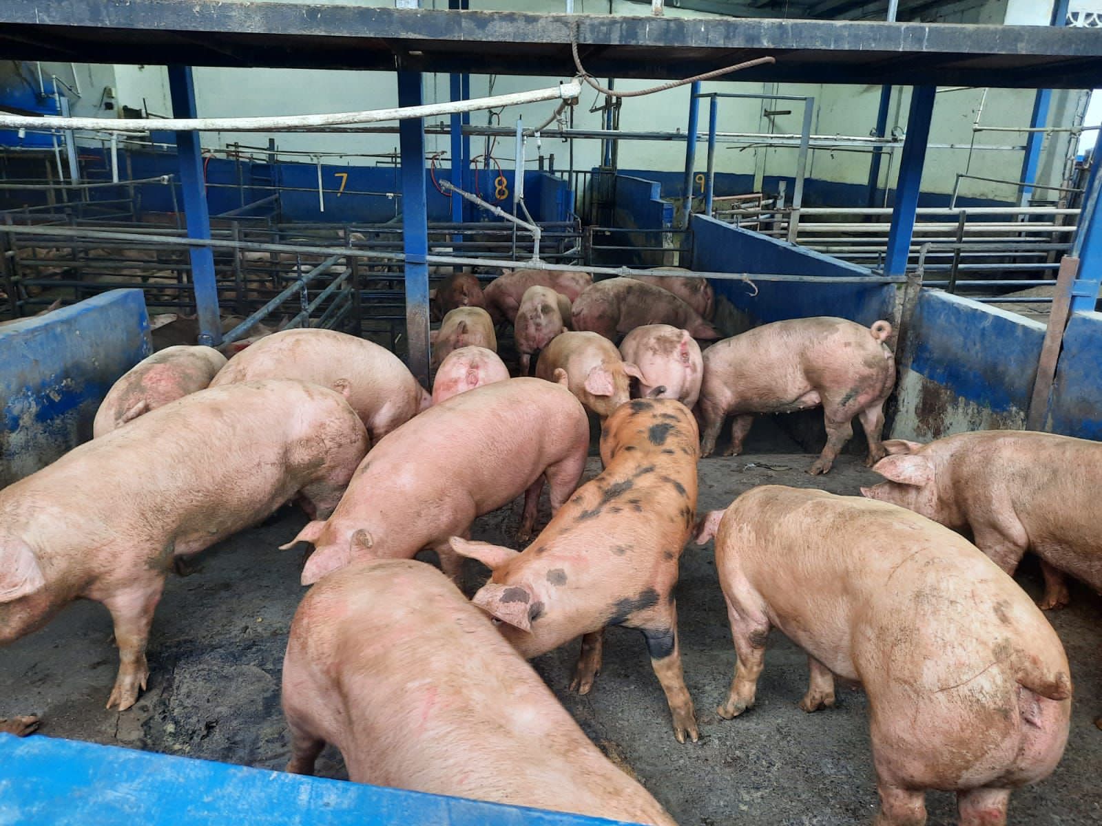 Gobierno adquirió 117,465 libras de carne de cerdo para programas sociales