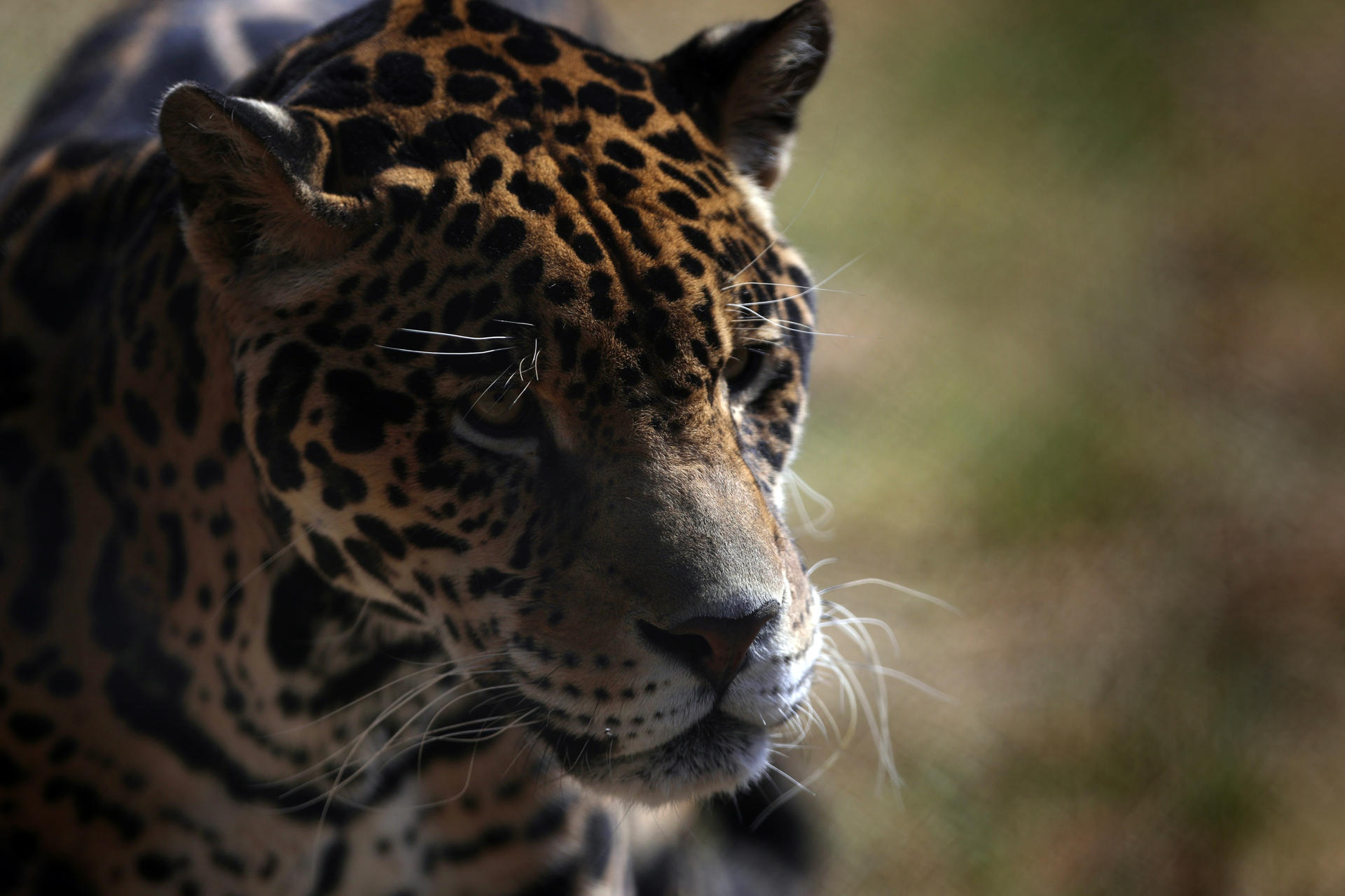 Cámaras trampa registran aumento de jaguares en peligro de extinción en sureste de México