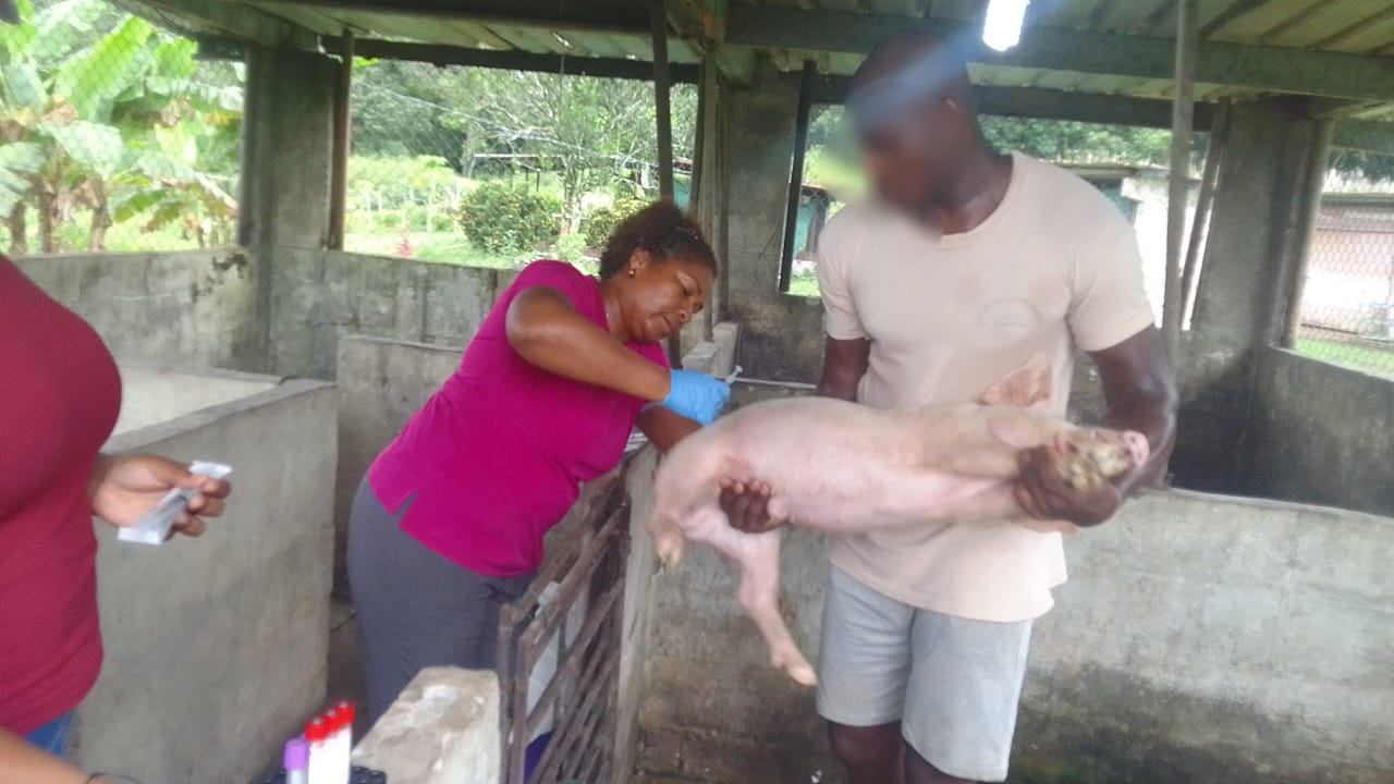 Reactivada la cría de ganado porcino en el Centro de Custodia y Cumplimiento Basilio Lakas