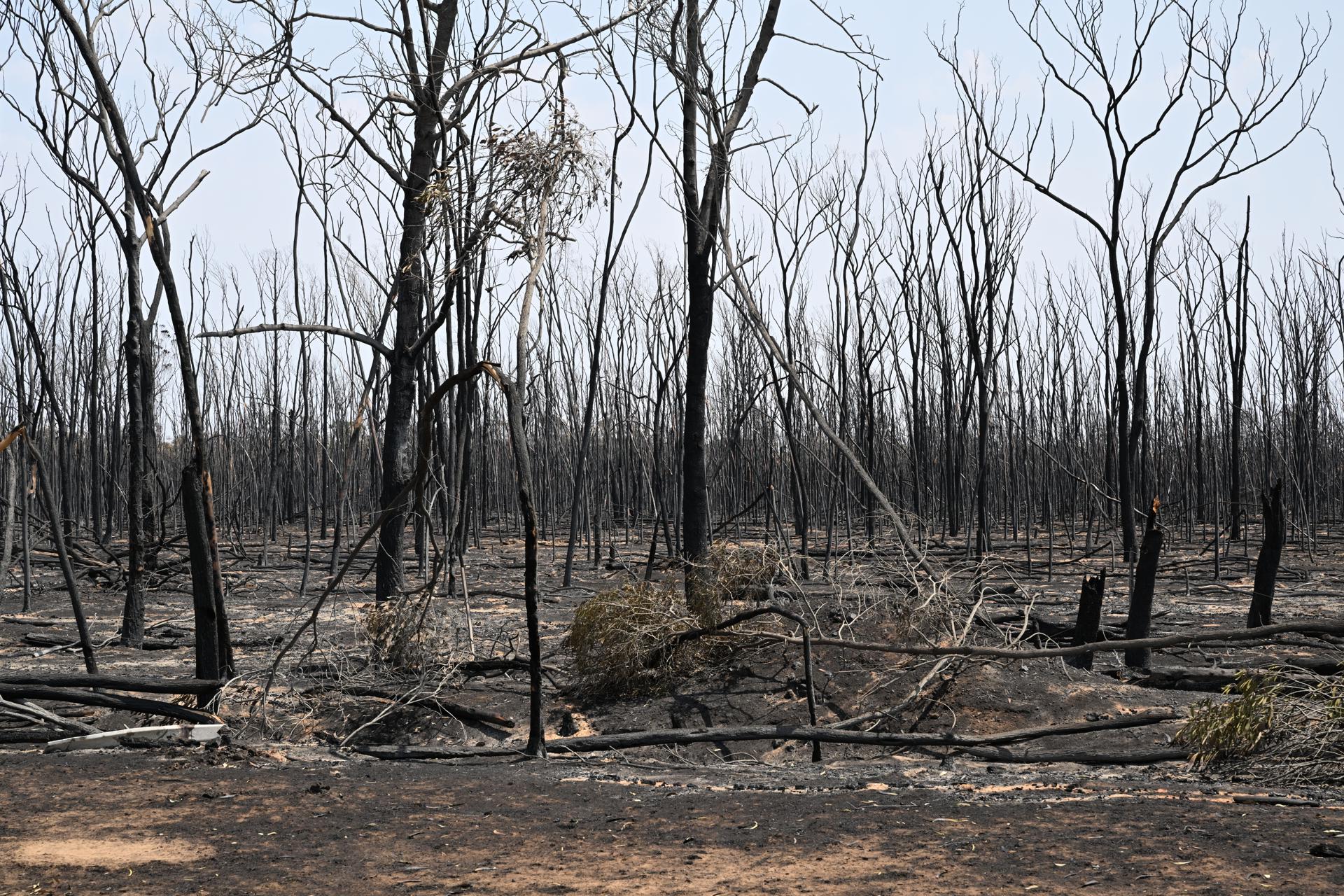 Las emisiones por incendios forestales en Australia, en máximos desde 2012