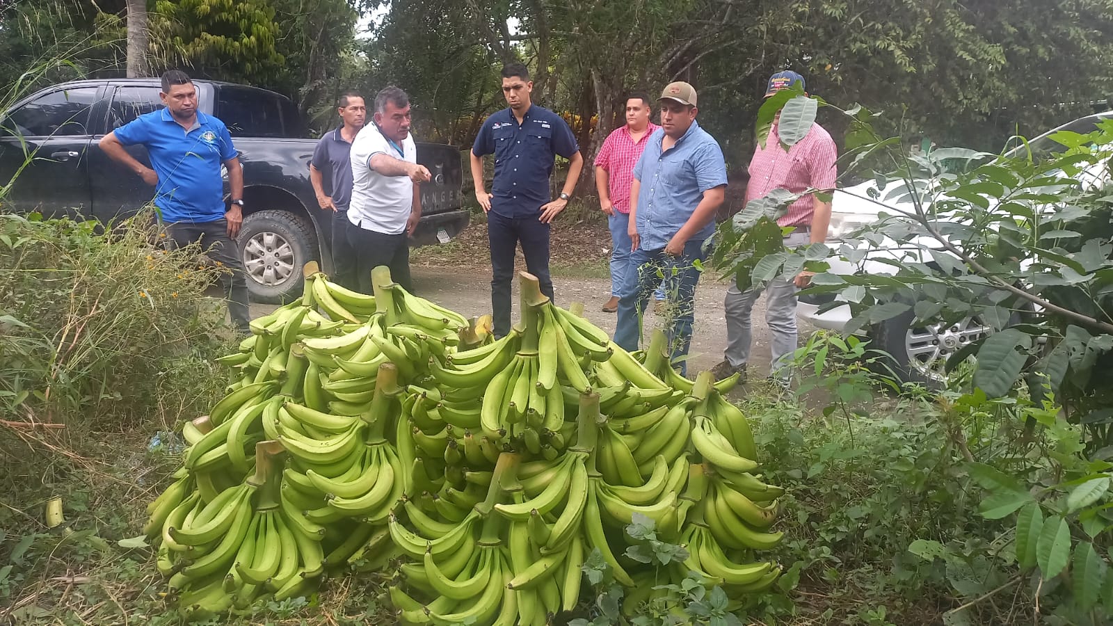 MIDA se reúne con productores de plátano en Barú