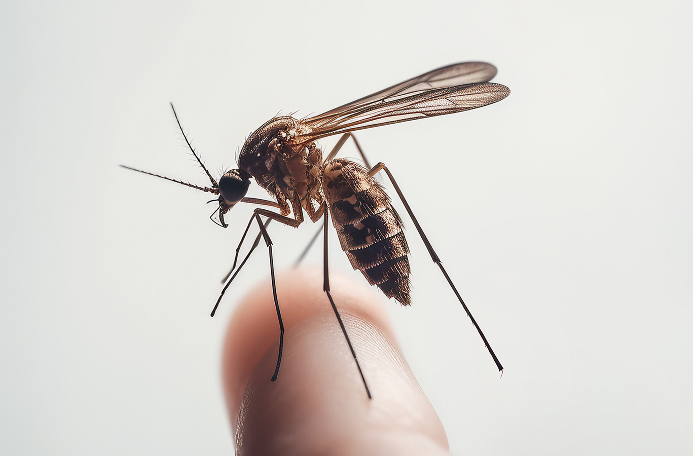 El dengue, la primera vez golpea, la segunda vez mata 
