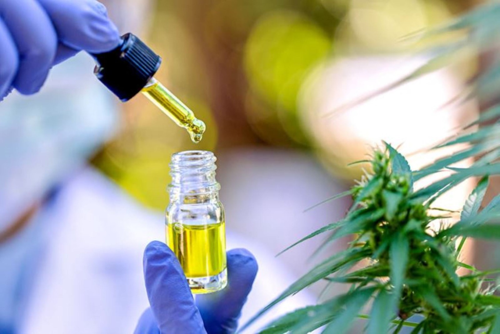 Admiten recurso de reconsideración para licencias de cannabis medicinal