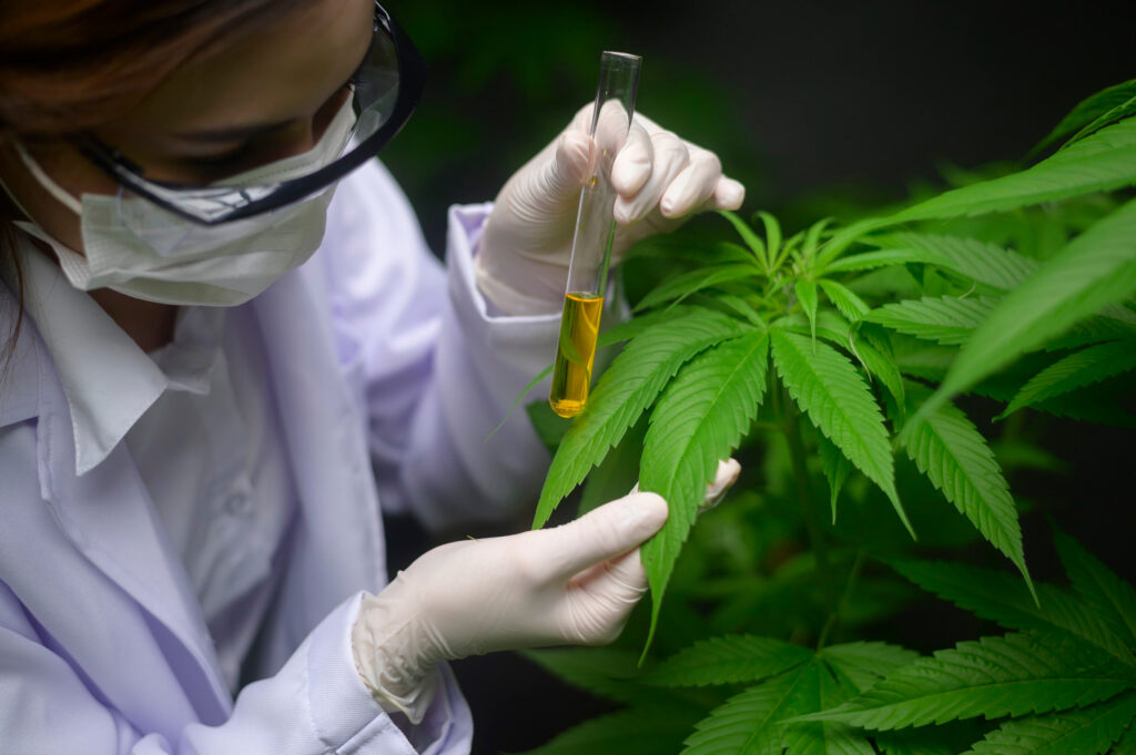 Siete empresas buscan cultivar cannabis medicinal en Panamá