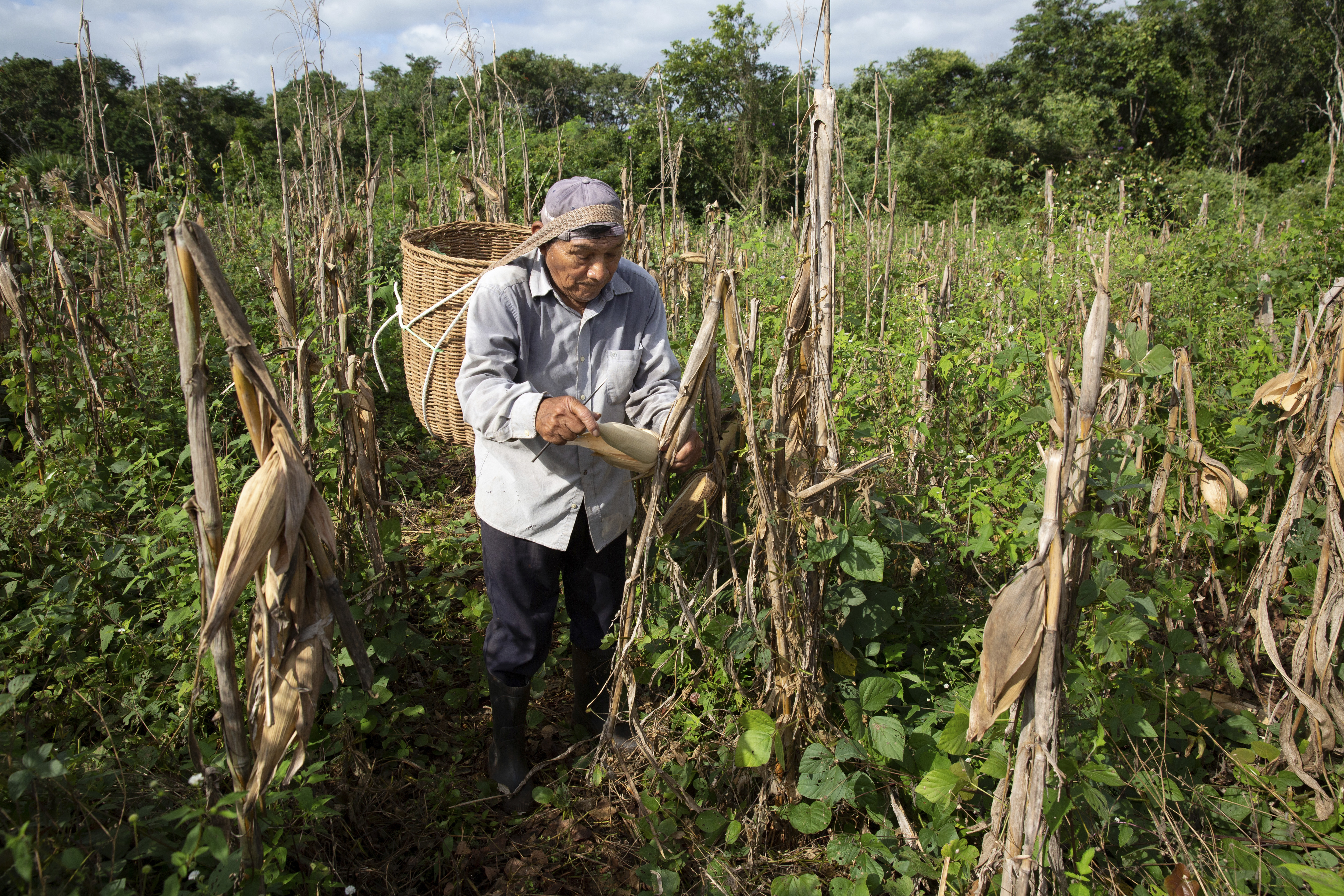El whisky mexicano está en auge, gracias al maíz ancestral