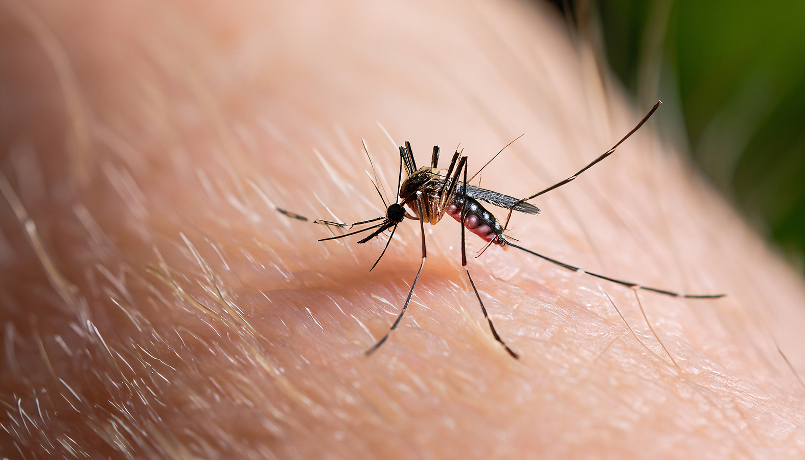 Las autoridades sanitarias de América siguen con preocupación los brotes de dengue