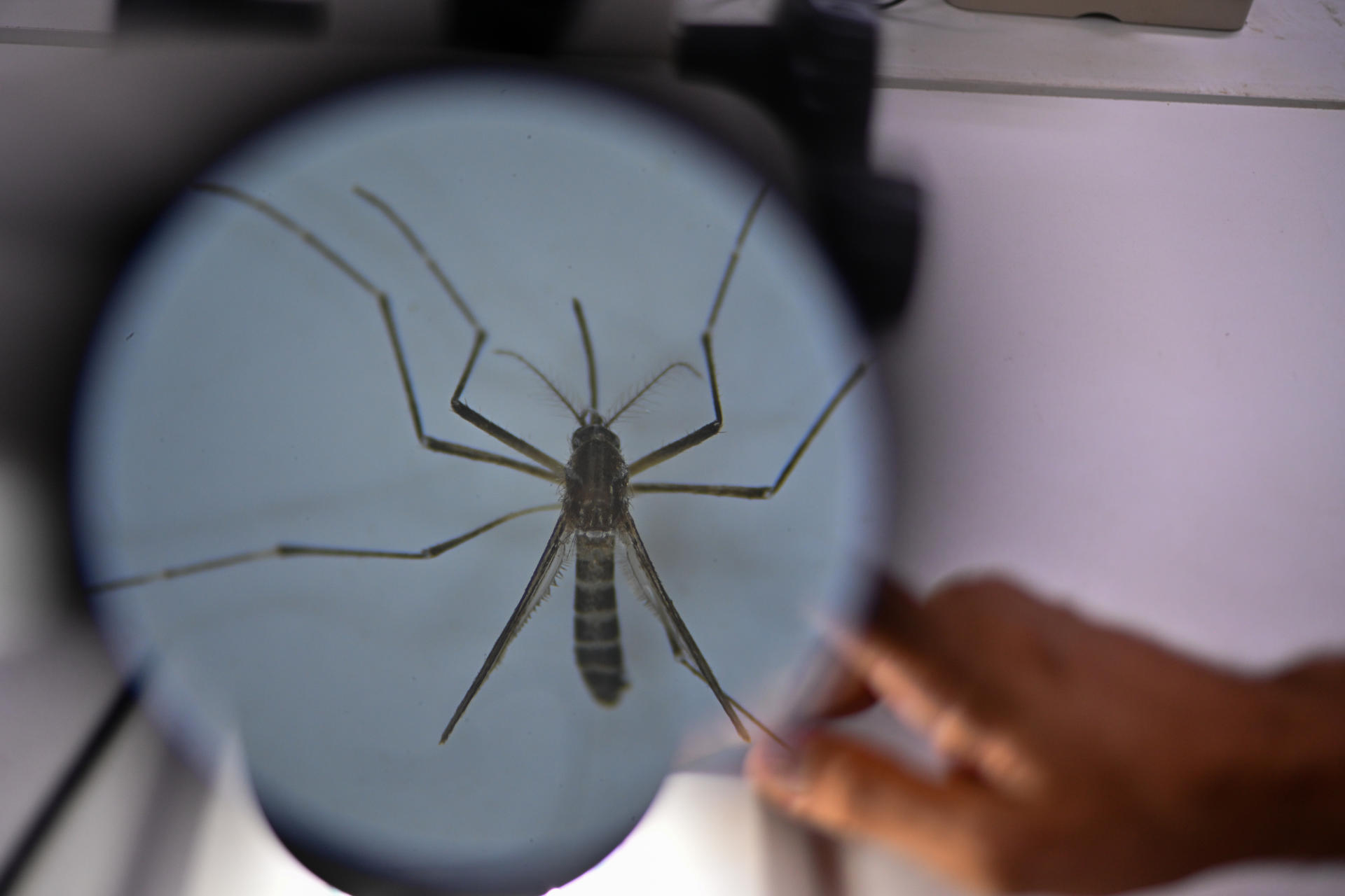 Investigadores de Brasil usan mosquitos como caballos de Troya contra el dengue
