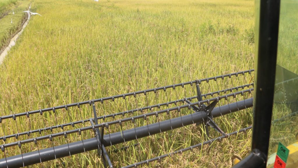 Productores de arroz recibieron $47.6 millones en ciclo agrícola 2023-2024