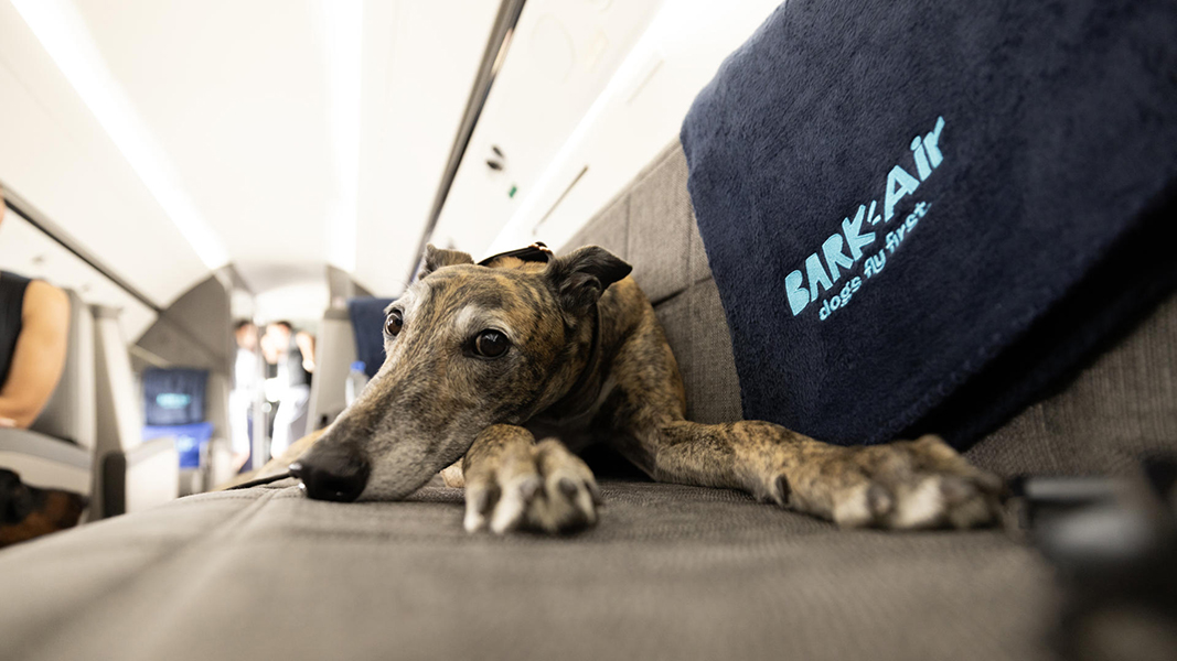 Air Ladrido se estrena como aerolínea de lujo para perros