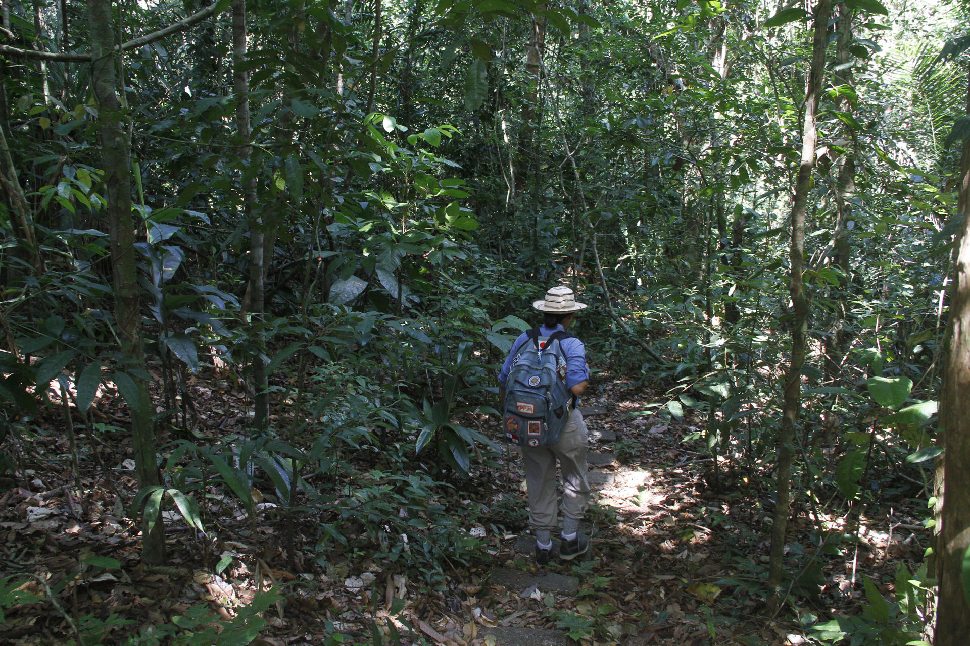 Panamá pierde en dos años el 4% de sus bosques