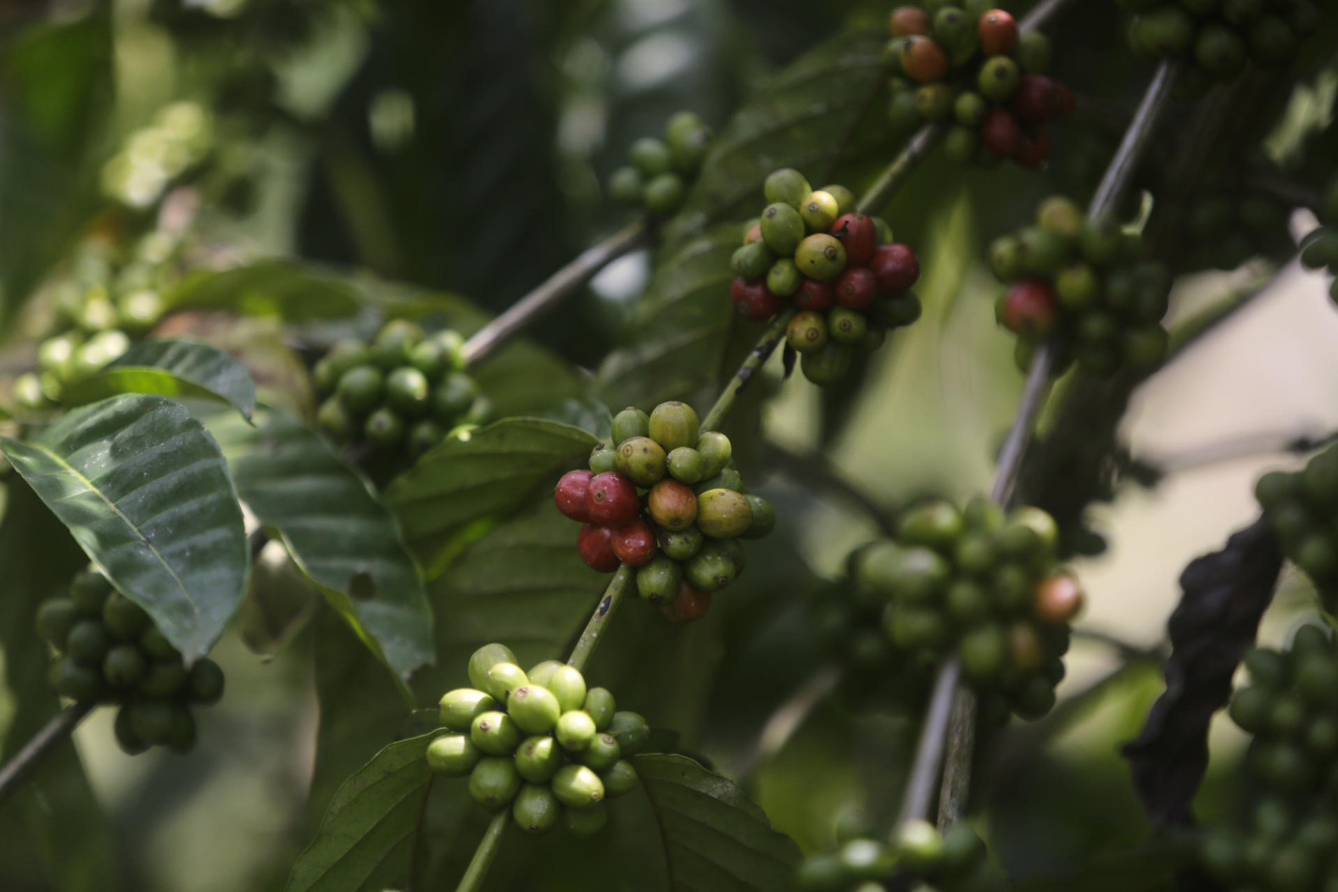 Café del Canal de Panamá", una marca en crecimiento