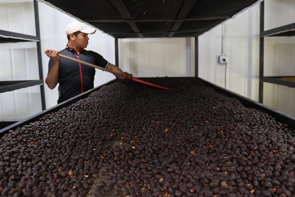 Nuevo récord logra el café geisha de Panamá