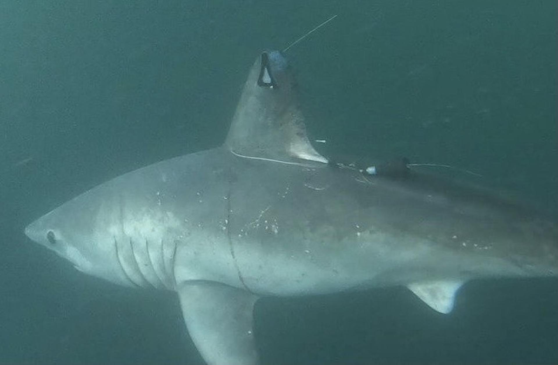 Grandes tiburones también pueden comerse entre ellos