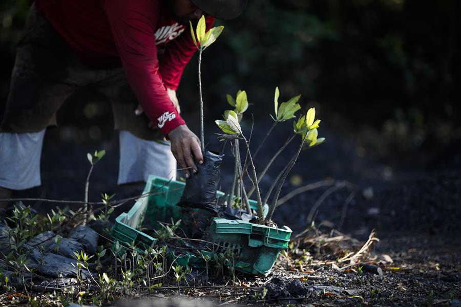 Buscan acabar con la tala de "carbón de manglar"