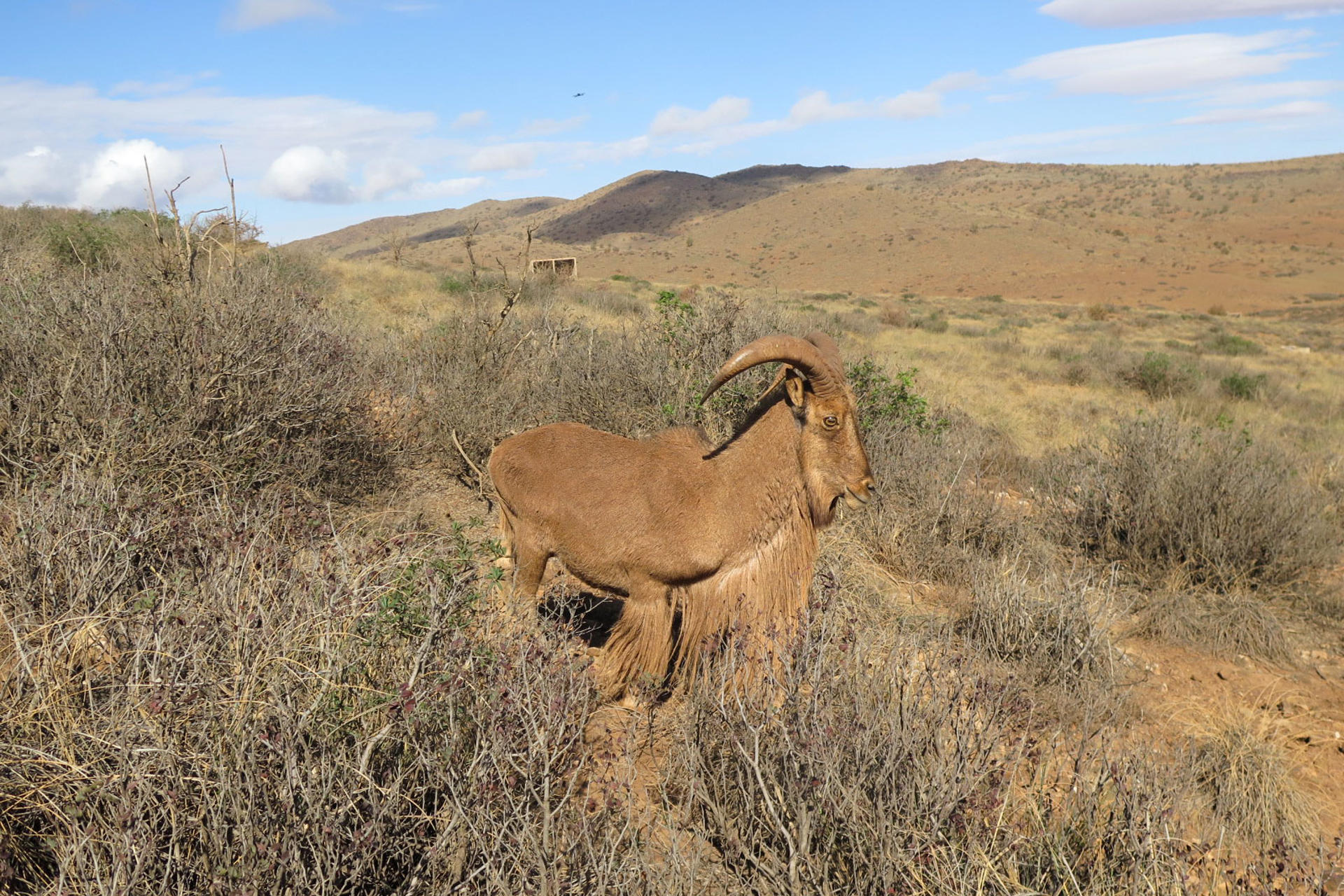 Marruecos revive el desierto con gacelas y muflones