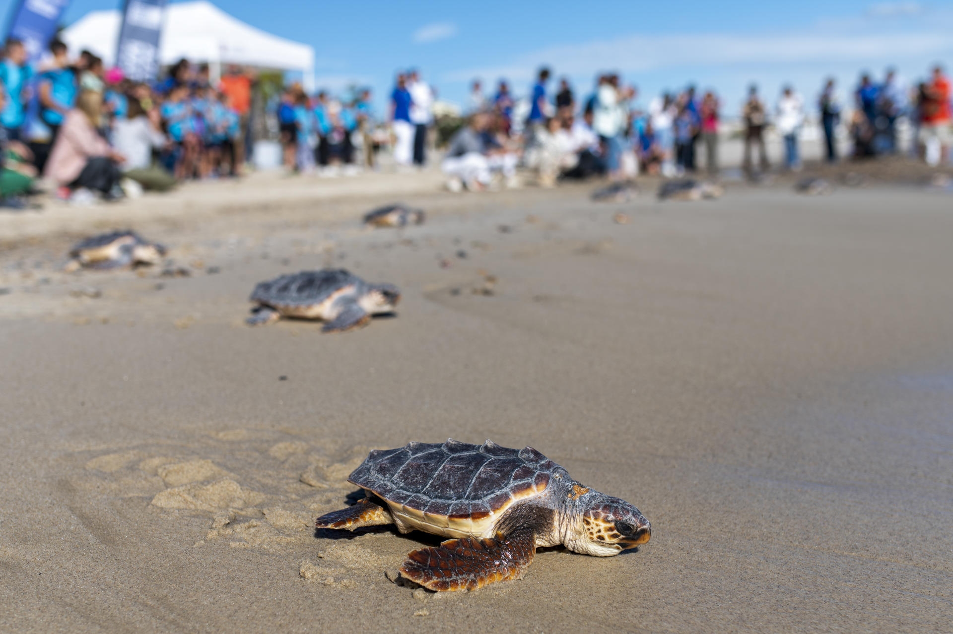 Panamá será sede en el 2028 de la convención sobre conservación de tortugas marinas