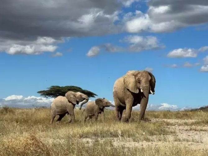 Las poblaciones de elefante africano cayeron un 77% en medio siglo